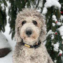 River - Goldendoodle