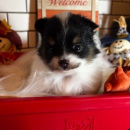 Sophia - Black parti female Pomeranian puppy in Bellmore, New York from Alyce’s Angels