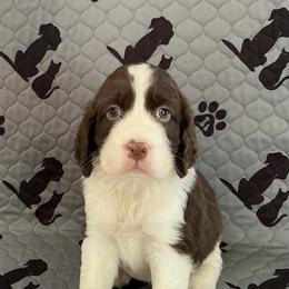 Charlie - Liver and white male English Springer Spaniel puppy in Casnovia, Michigan from DESK Springer Spaniels