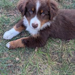 Bill - Red tri-color male Miniature American Shepherd puppy in Douglass Ks, Kansas from Magnolia Tree Miniature American Shepherds