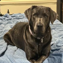 Mo - Labrador Retriever