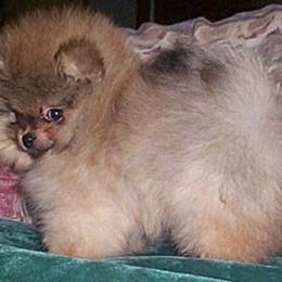 Pomeranians from WOW Pomz