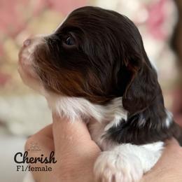 Cherish - Chocolate female Cavapoo puppy in Beckley, West Virginia from By Design Doodles