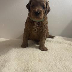 Goldendoodle Puppies from Goldendoodles of Maryland