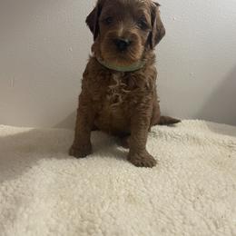 Goldendoodle Puppies from Goldendoodles of Maryland