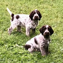 Wirehaired Pointing Griffons from Foggy Gap Griffons