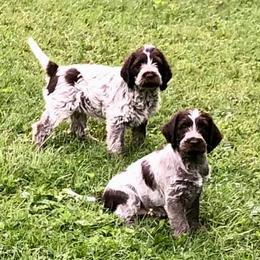 Wirehaired Pointing Griffons from Foggy Gap Griffons