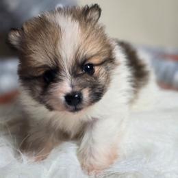 Brick - Red parti male Pomeranian puppy in Plainfield, Indiana from Abby's Pampered Pooches