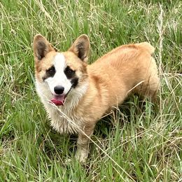Max - Pembroke Welsh Corgi