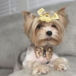 Kawaii - Yorkshire Terrier