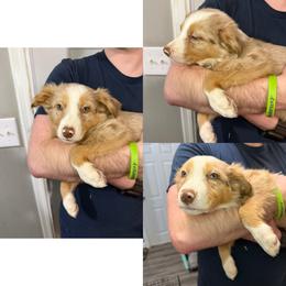 Male 1 - Sable merle male Border Collie puppy in Asheboro, North Carolina from Coble Kennels