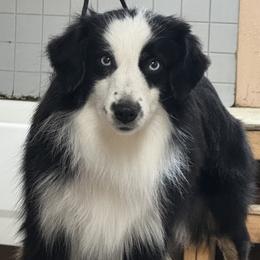 Stella - Miniature American Shepherd