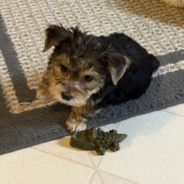 Mr Red Male - Black and tan male Yorkshire Terrier puppy in Lexington, North Carolina from Silver Valley Yorkies
