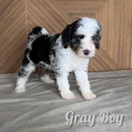 Gray boy - Blue merle male Bernedoodle puppy in Modesto, California from Two Doods Doodles