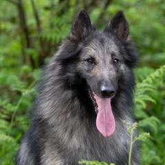 Belgian Tervuren from Westwood Tervuren