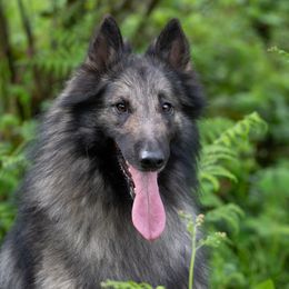 Belgian Tervuren from Westwood Tervuren