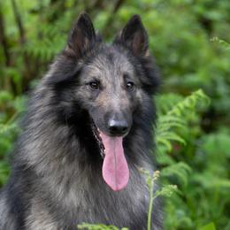 Belgian Tervuren from Westwood Tervuren