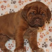 Girl 2 - Dogue de Bordeaux puppy from HOT DIGGITY DDB
