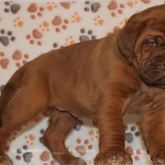 Girl 2 - Dogue de Bordeaux puppy from HOT DIGGITY DDB