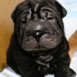 Chinese Shar-Pei Puppies from Princess Buttercup pups