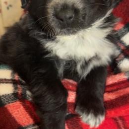 Australian Shepherds from Honey and Fig Farm