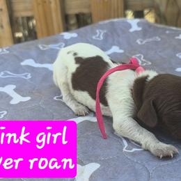 Pink girl - Liver roan female German Shorthaired Pointer puppy in Dahlonega, Georgia from Pointer Mountain Bird Dogs