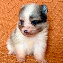 Prancer - Blue merle female Pomeranian puppy in Stroud, Oklahoma from Laik’s Little Shihtz & Poms
