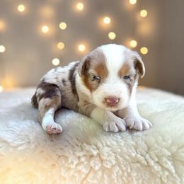Winston - Red merle male Australian Shepherd puppy in Statesville, North Carolina from Charming Australian Shepherds