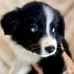 Aspen - Black and white male Border Collie puppy in East Ellijay, Georgia from Nine Peaks Border Collies
