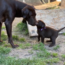 Labrador Retriever Puppies from Wings of Freedom Retrievers