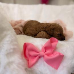 Purple - Red  female Goldendoodle puppy in Shingle Springs, California from Creamy Retrievers