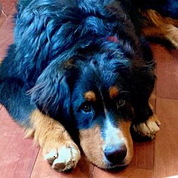 Bernese Mountain Dogs from Andover Mountain Bernese