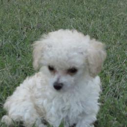 Baylee - Cream male Poodle puppy in Blanch, North Carolina from Faithful Hearts Kennel
