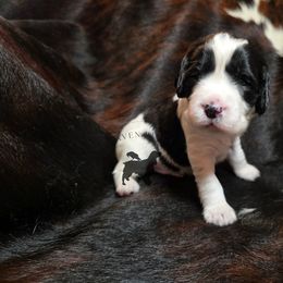 Acorn - Black and white male English Springer Spaniel puppy in Pierz, Minnesota from Raven Ridge Springers