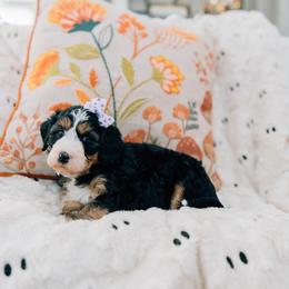 Hazelnut - Tri-color female Bernedoodle puppy in Murray, Utah from Sun Valley Doodles