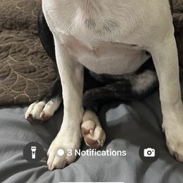 Macy - Boston Terrier