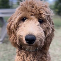 Goldendoodle Puppies from Doodles by Piper
