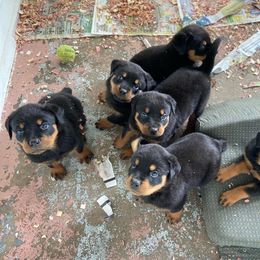 Rottweiler Puppies from Rott-Squad Kennels