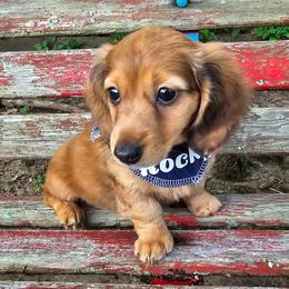 Rocky - Sable male Dachshund puppy in Gilmer, Texas from Watsons Dachshunds