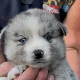 Blaze - Merle male Pomsky puppy in Spring Hill, Florida from PDQ Pomskies
