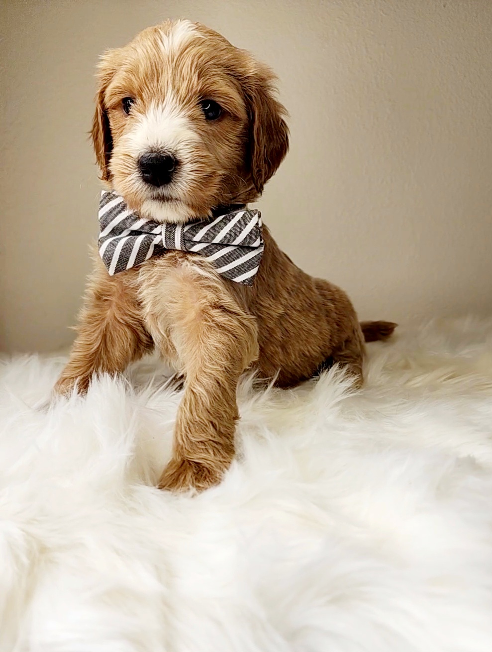 Bernedoodle, Goldendoodle, and Labradoodle Puppies from Only Doodles!
