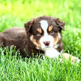 Flynn - Red tri-color Miniature American Shepherd puppy in Moscow, Idaho from Panhandle Australian Shepherds