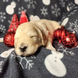 August - Light golden male Golden Retriever puppy in Seymour, Missouri from High Road Golden Retrievers