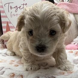 Saffron - Apricot female Maltipoo puppy in Colonial Beach, Virginia from BeachRidge Pups