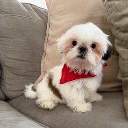 Polar bear - Tricolor male Shih Tzu puppy in Bullhead City, Arizona from Arizona Shih Tzu Land