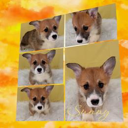 Sunny - Red male Pembroke Welsh Corgi puppy in Kiowa, Colorado from Cool Water Corgis LLC