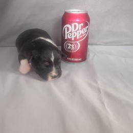 Comet - Black tri male Toy Australian Shepherd puppy in Humansville, Missouri from Tater Tot aussies