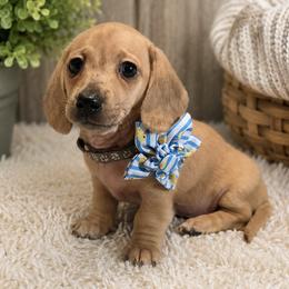 Kanga 3000 - Dapple female Dachshund puppy in Leesburg, Florida from Mini Doxie Mischief Makers