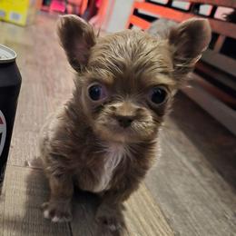 Kiku - Silver female Chihuahua puppy in Silver Summit, Utah from Snow Peak Kennel