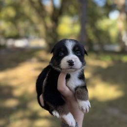 Coal - Black tri-color male Australian Shepherd puppy in Orlando, Florida from Skaky Shepherds